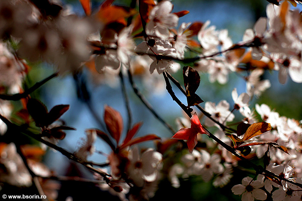 natura, blog, fotografie, Sorin Buturugeanu, portofoliu