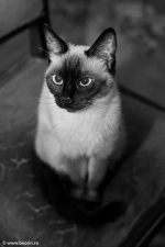 fotograf