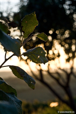 blog, Sorin Buturugeanu, fotograf, natura