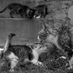 fotografie, Sorin Buturugeanu, portofoliu