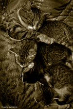 peisaj, foto