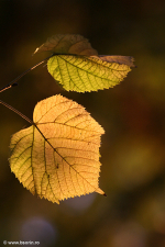 Sorin Buturugeanu, fotografie, natura