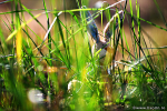 foto, Sorin Buturugeanu, fotografie, blog